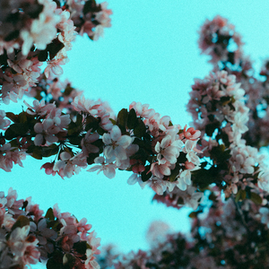 婷婷六月丁香花
